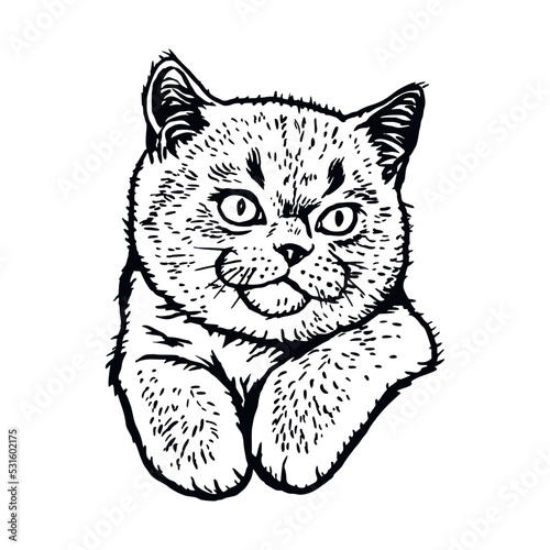 Persian Cat, Peeking kitten - Funny kitty isolated on white - vector stock