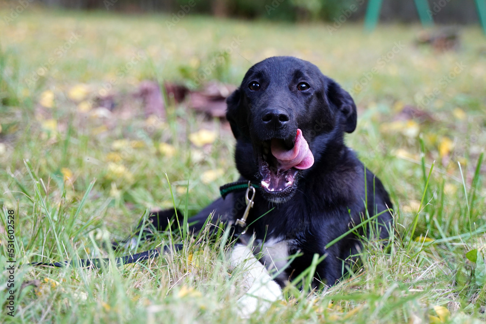 Black puppy licks lying on the grass