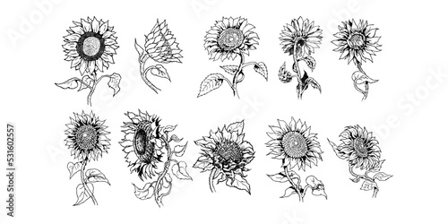 Sunflower vector set collection graphic design