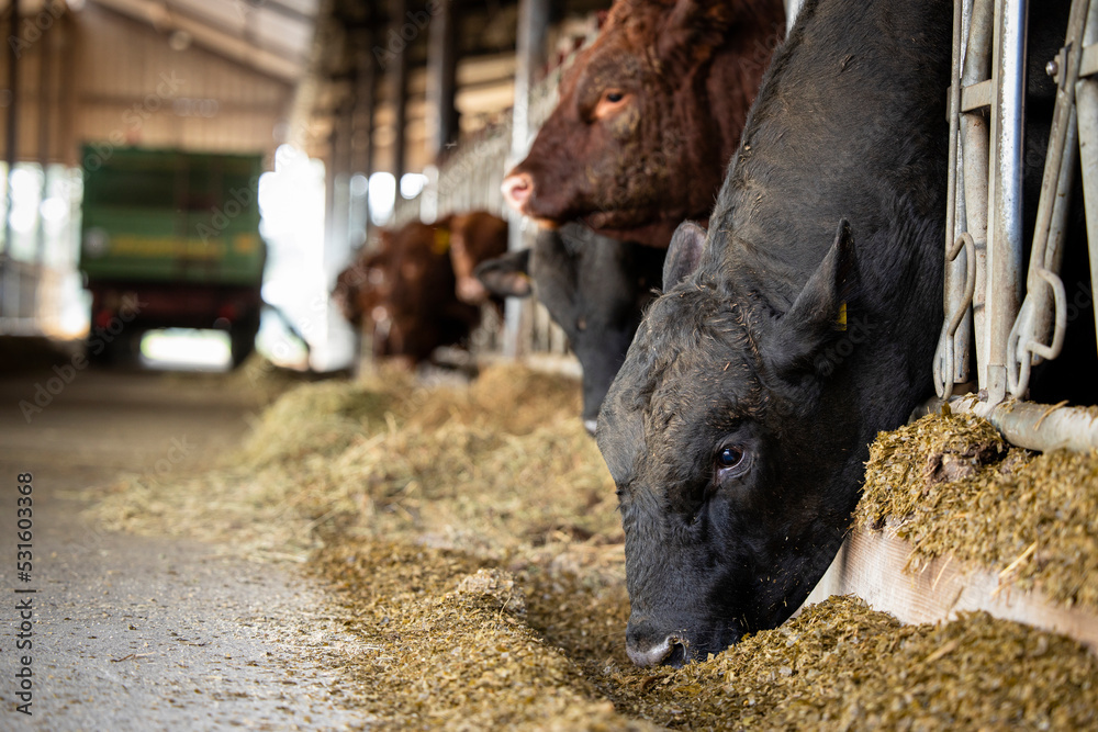 Bulls in cowshed eating hay at cattle farm. Domestic animals breeding and husbandry. Bulls in cowshed eating hay at cattle farm. Domestic animals breeding and husbandry.