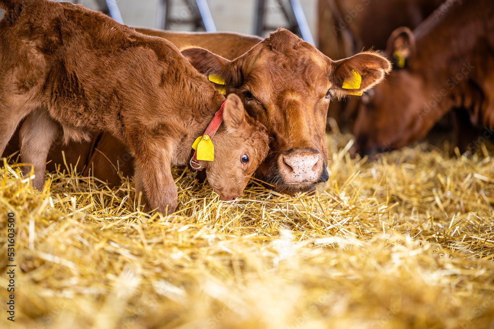 Domestic animals affection and bond. Mother cow and calf cuddling