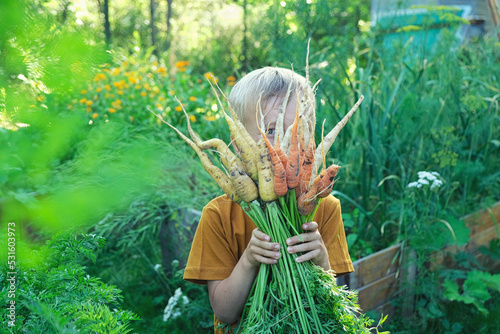 Cute child boy looks out from behind an armful of fresh harvested colorful carrots from home garden. Gardener son picking seasonal vegetables in yard. Sustainable living, permaculture, homesteading.
