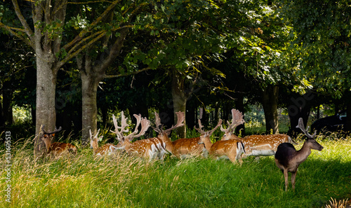 Fototapeta Naklejka Na Ścianę i Meble -  A herd of deer in a meadow in Phoenix Park on a beautiful sunny day, in front of the forest car park, Dublin, Ireland