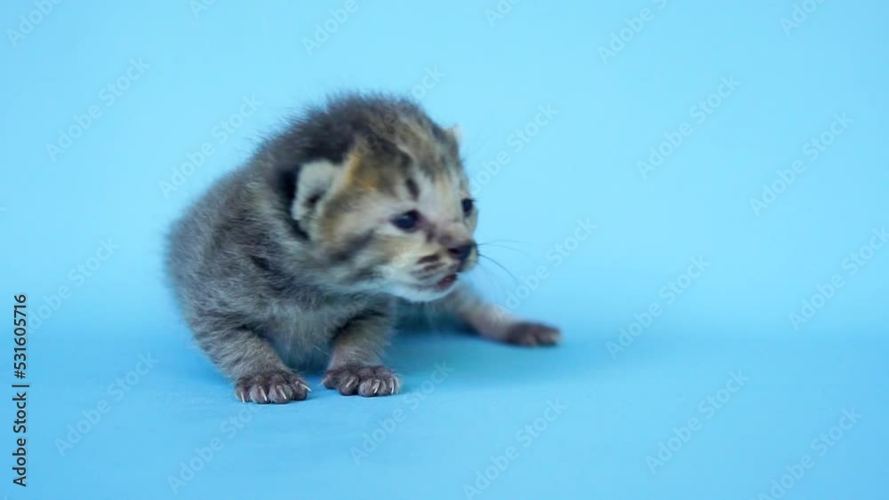 2 Weeks old midnight black domestic kitten stylish in front of a turquoise background, a little confused but very adorable and cute 2 Weeks old midnight black domestic kitten stylish in front of a turquoise background, a little confused but very adorable and cute