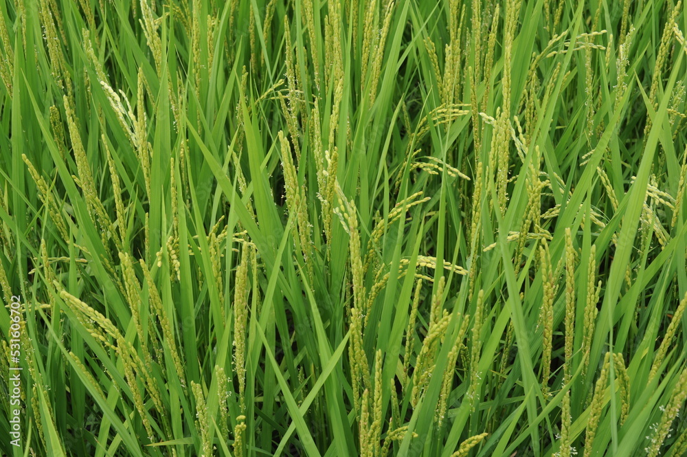 Rice grain, seeds and culms and straw in geometrical patterns of lush green rice fields and rice paddies in summer in Japan, Asia
