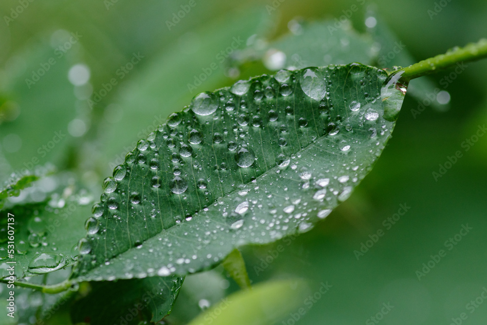 雨に濡れた葉っぱたち 雨に濡れた葉っぱたち