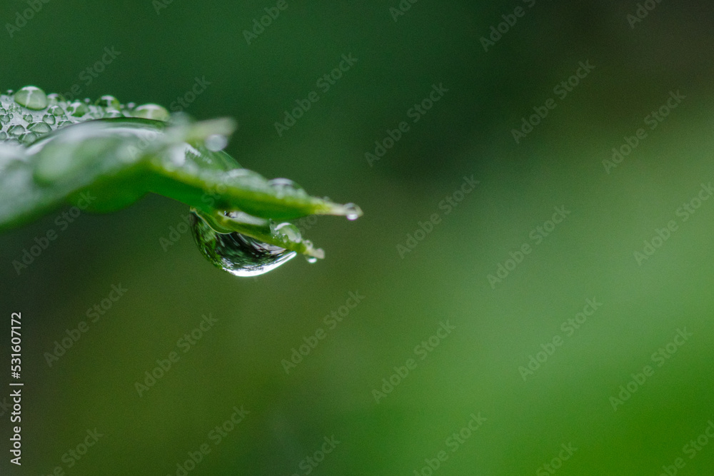 雨に濡れた葉っぱたち 雨に濡れた葉っぱたち