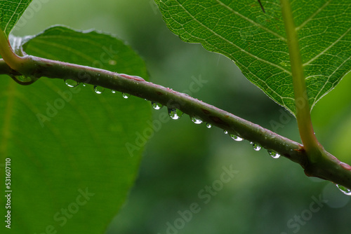 雨に濡れた葉っぱたち