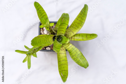 Neoregelia ampullacea, a species tank bromeliad plant. The mother plant has produced two 'pups' or small baby plants photo