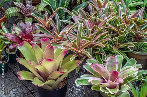 A collection of bromeliads growing outdoors in summer in a garden. Colorful foliage makes these attractive photo
