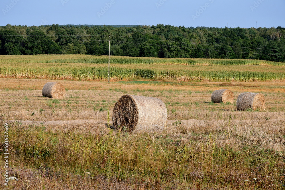 A view of a vast field or meadow located next to a dense forest or moor seen right after harvest with hay bales scattered all over the place seen on a sunny summer day on a Polish countryside