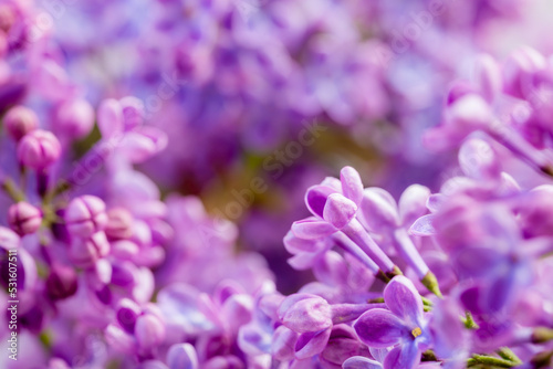 purple lilac close up detail
