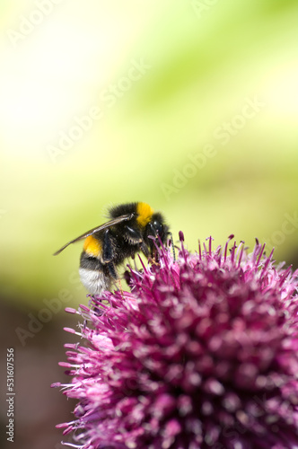 close up image of a bee on a purple flower © annaia