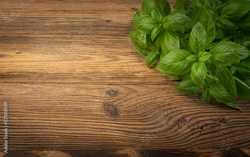 Fresh Basil on Wood Table Background, Green Basilic Bunch on Rustic Wooden Desk Plate