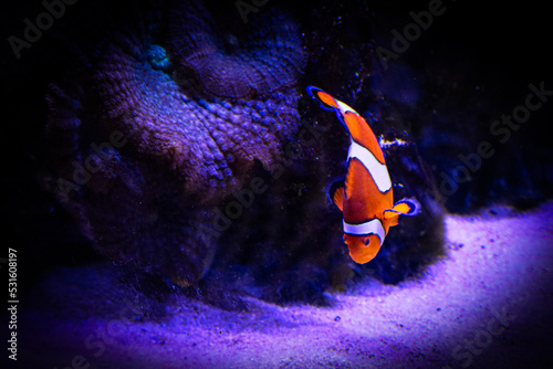 Fotografiet fish in aquarium