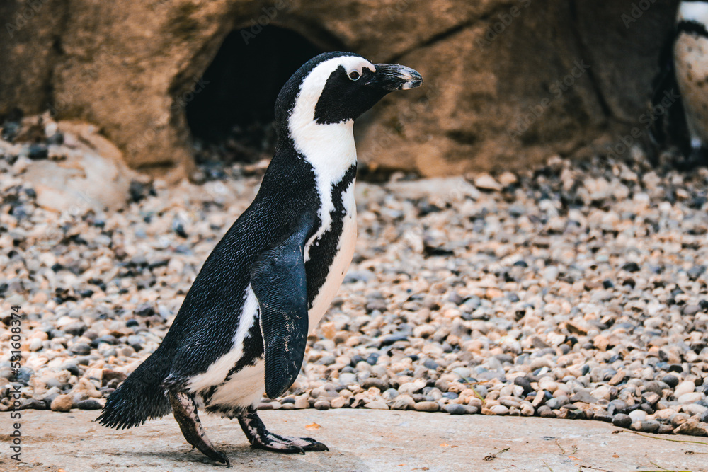 Obraz premium penguin on the rocks