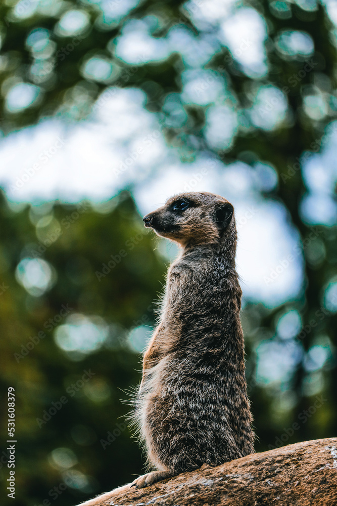 Fototapeta premium meerkat on guard