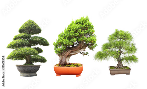 Collection of bonsai tree. Set of bonsai of different shapes in clay pots