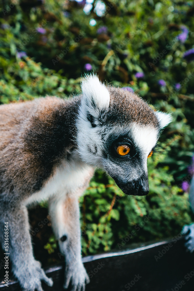 Obraz premium ring lemur