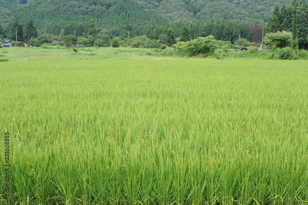 Rice grain, seeds and culms and straw in geometrical patterns of lush green rice fields and rice paddies in summer in Japan, Asia