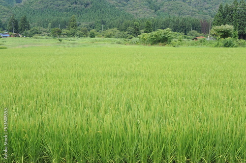 Rice grain, seeds and culms and straw in geometrical patterns of lush green rice fields and rice paddies in summer in Japan, Asia