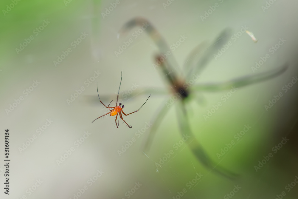 A giant wood spider male waiting for its prey on a sunny day A giant wood spider male waiting for its prey on a sunny day