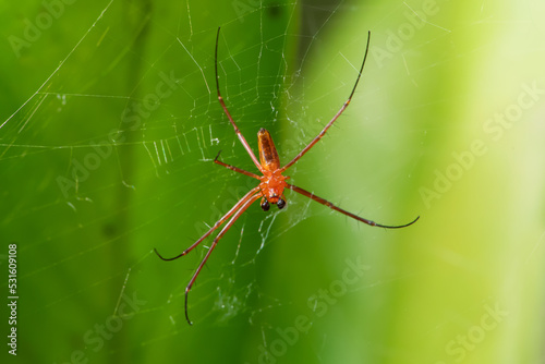 A giant wood spider male waiting for its prey on a sunny day