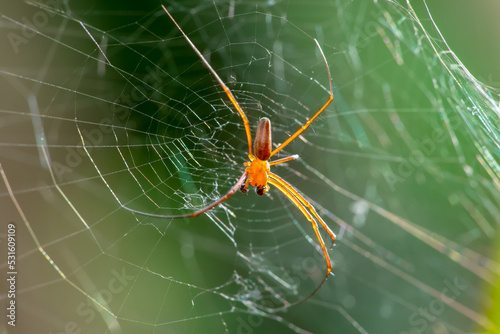 A giant wood spider male waiting for its prey on a sunny day © wisannumkarng