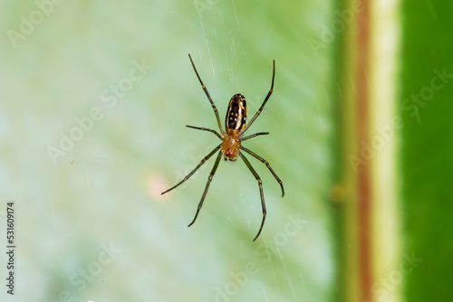 A giant wood spider male waiting for its prey on a sunny day