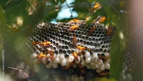 Hexagonal cells with larva of common yellow wasp or Ropalidia marginata. Exposed center of wasp's nest with grubs visible, in early stages of construction in spring