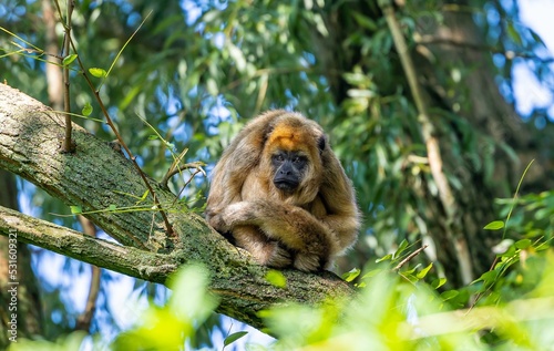 Sad Coppery titi monkey perching on tree branch and looking towards photo