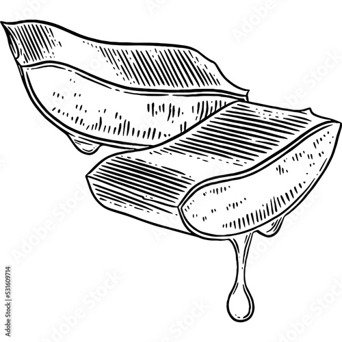 Hand drawn Aloe Vera Gel Sketch Illustration