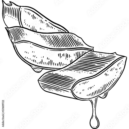 Hand drawn Aloe Vera Gel Sketch Illustration
