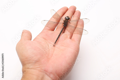 dragonfly in the palm isolated on white background