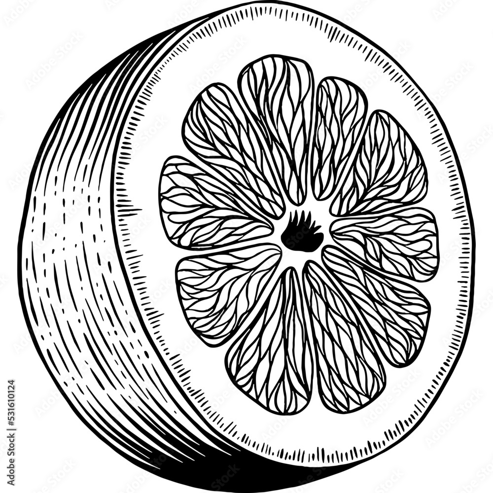 Obraz premium Hand drawn Lemon Slice