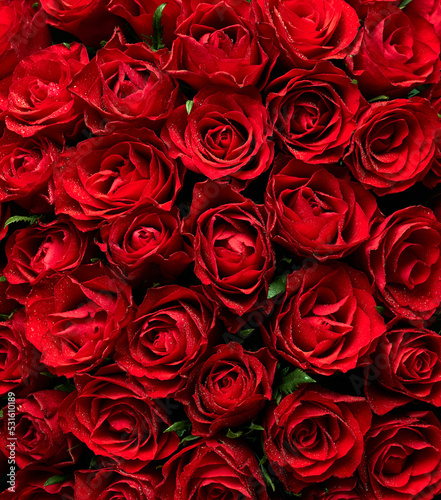 Texture background of red roses flowers