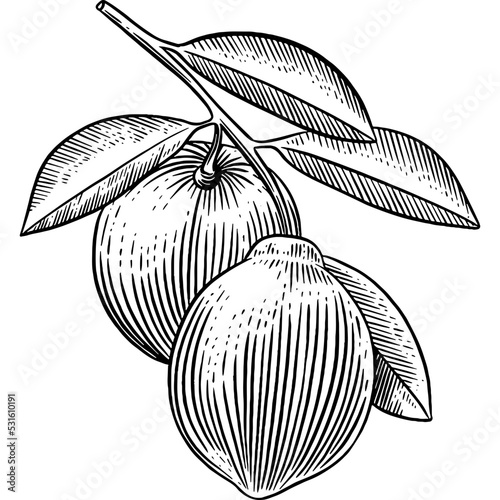 Hand drawn Lemons on a Branch