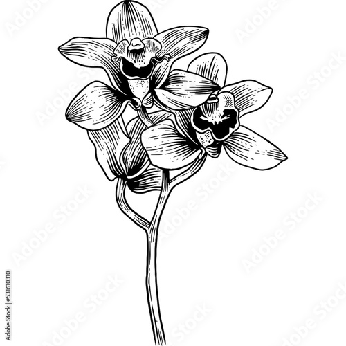Hand drawn Orchids