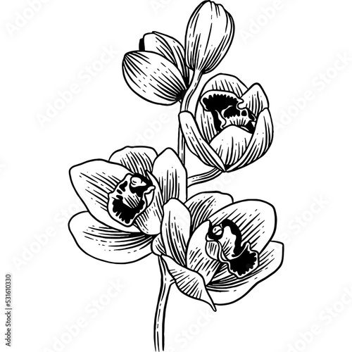 Hand drawn Orchids