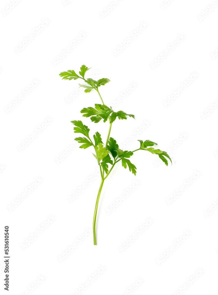 Parsley Leaves Isolated Parsley Leaves Isolated