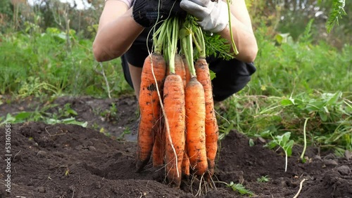 Harvesting fresh ripe carrots from the ground in a rural bio- and eco-field for growing crops.