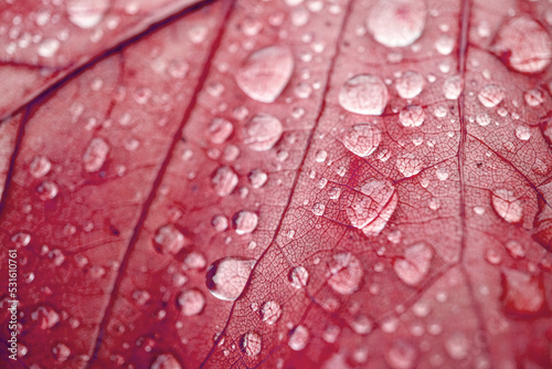 raindrops on the red leaves in autumn season, red background