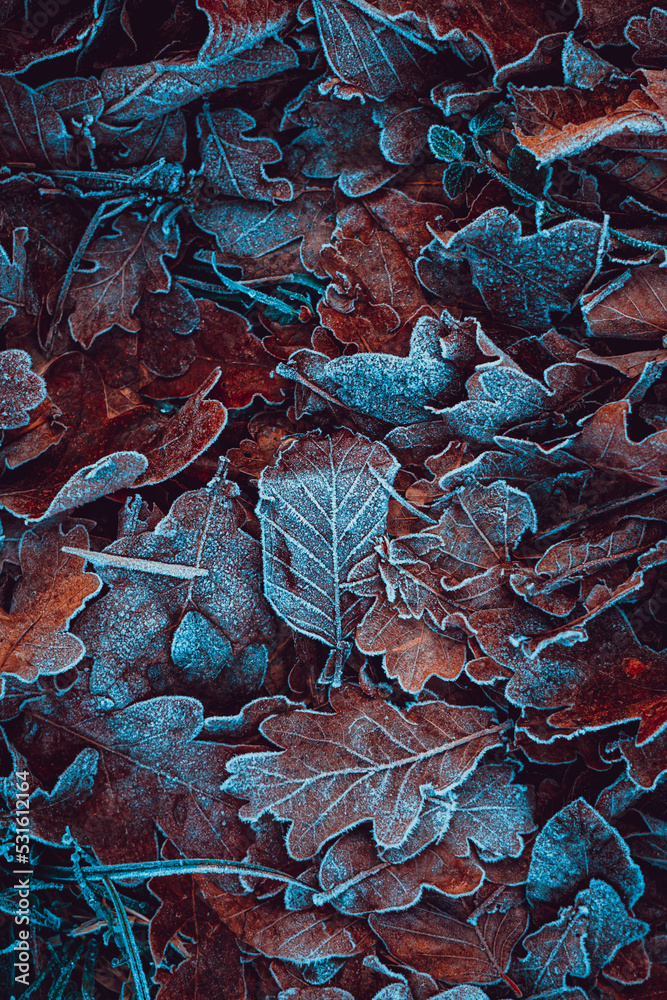 frozen leaves on the ground in winter season, brown background