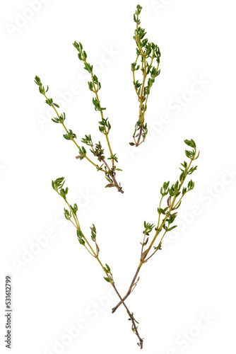 Twigs of thyme scattered, top view photo