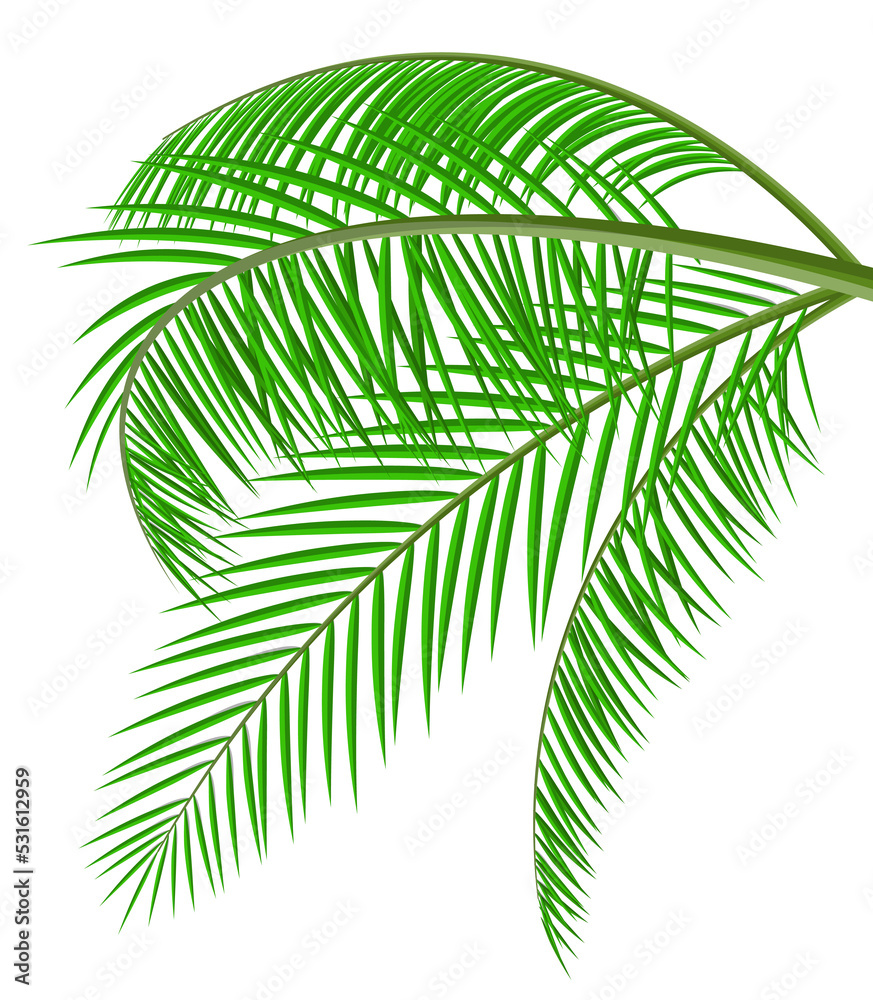 Tropical green leaves, coconut palm or banana tree