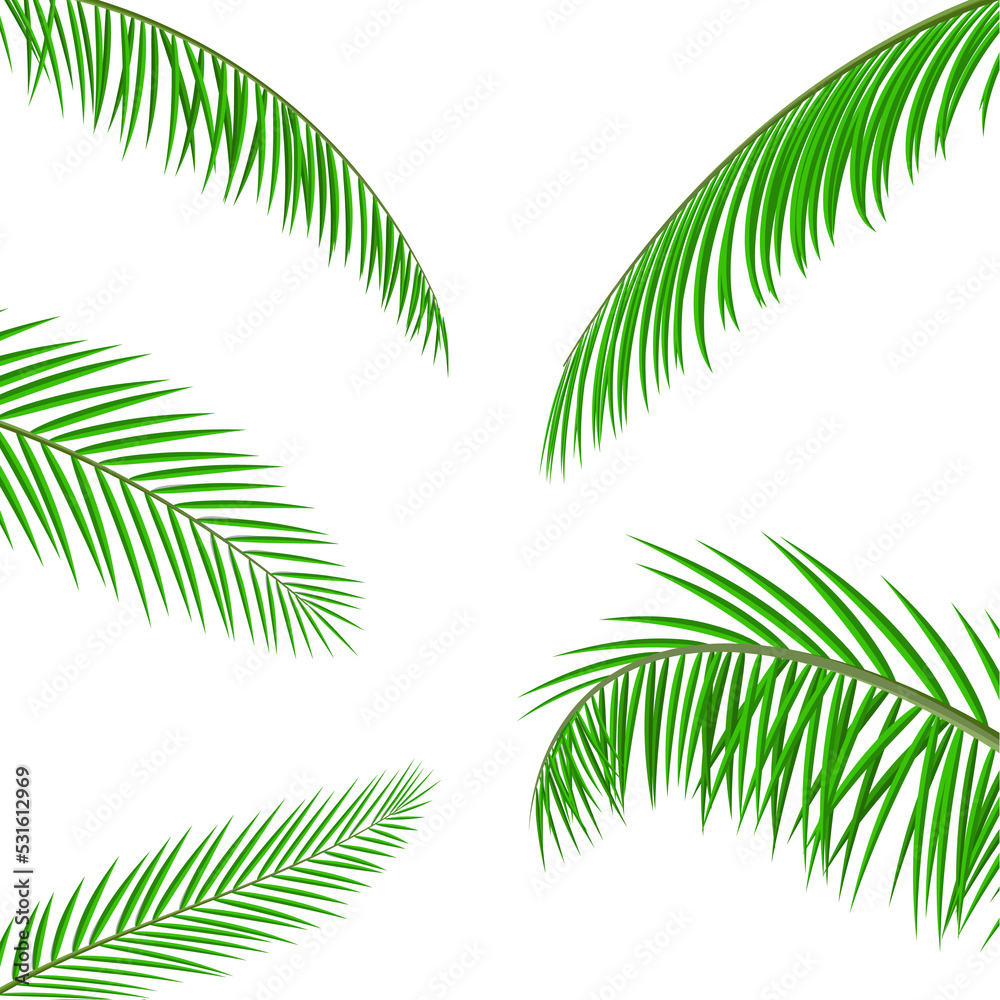 Obraz premium Tropical green leaves, coconut palm or banana tree