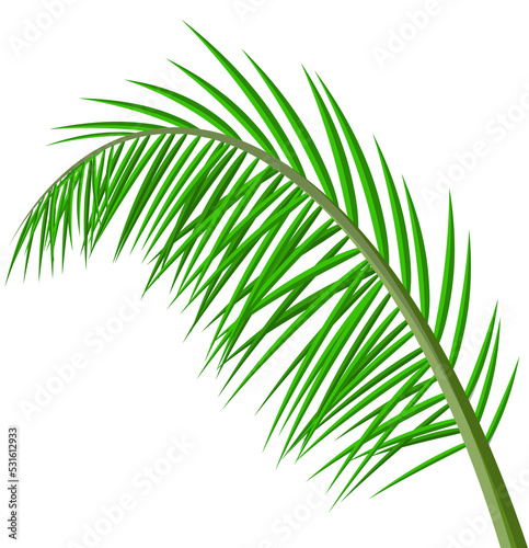Tropical green leaves  coconut palm or banana tree