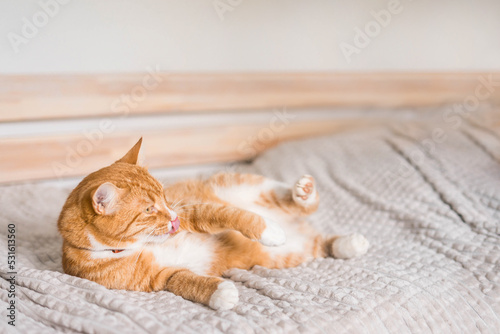 Ginger cat relaxing on couch in living room lying in funny pose on blanket. Pet enjoying sun at home