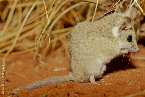 The fat-tailed dunnart (Sminthopsis crassicaudata) is a species of mouse-like marsupial of the Dasyuridae, the family that includes the little red kaluta, quolls, and the Tasmanian devil. photo