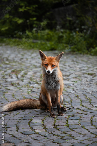 Red fox portrait © Timotej